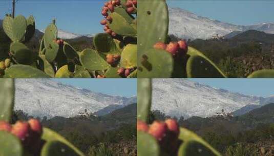 山脚下的仙人掌特写高清在线视频素材下载