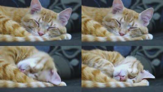 睡觉的猫高清在线视频素材下载