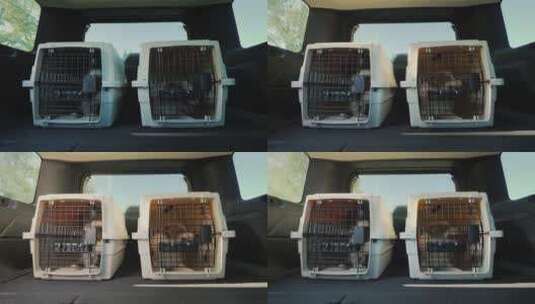 两只小狗在汽车后备箱的笼子里高清在线视频素材下载