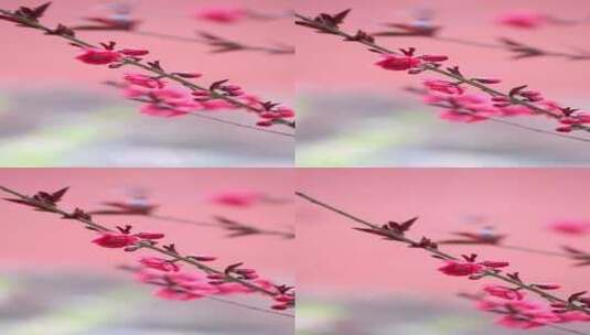 春天中国北京故宫博物院内绽放的榆叶梅竖屏高清在线视频素材下载