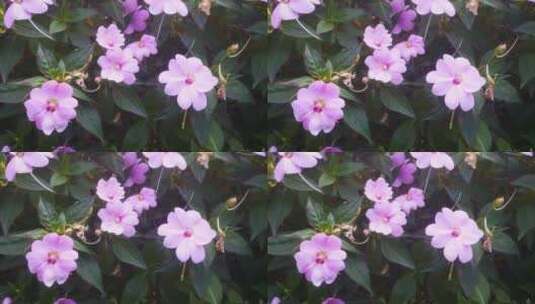 实拍 春天 盛开 鲜花 花朵 植物高清在线视频素材下载