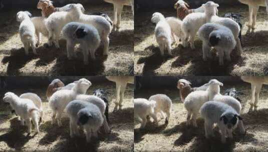 羊圈里的羊群高清在线视频素材下载