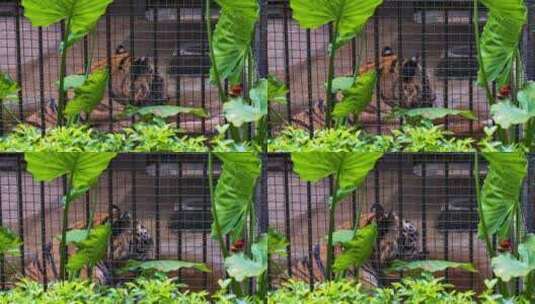动物园里的老虎高清在线视频素材下载