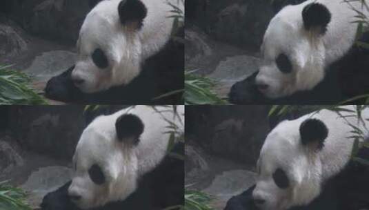 特写大熊猫毛发国家级保护动物高清在线视频素材下载
