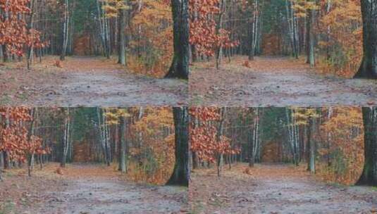 秋天飘落的树叶高清在线视频素材下载