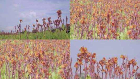 水生美人蕉植物花卉花朵种植环保高清在线视频素材下载