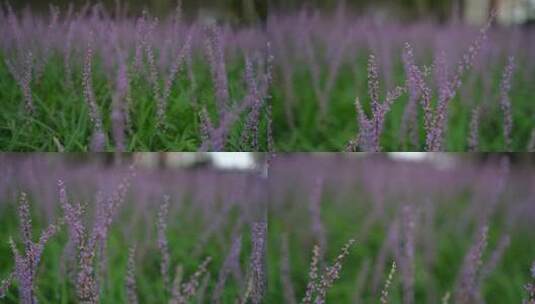 4K花草植物素材——山麦冬高清在线视频素材下载