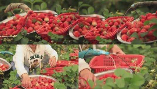 草莓 摘草莓高清在线视频素材下载