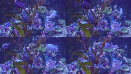海洋生态海带海藻水藻深海高清在线视频素材下载