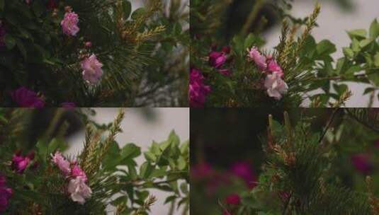 松树和花 夏天 花开季节高清在线视频素材下载