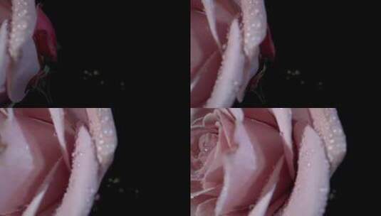滋润着精华水娇艳欲滴的玫瑰花高清在线视频素材下载