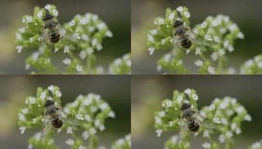 蜜蜂在给花朵授粉高清在线视频素材下载