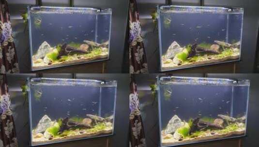 生态鱼缸里的场景高清在线视频素材下载