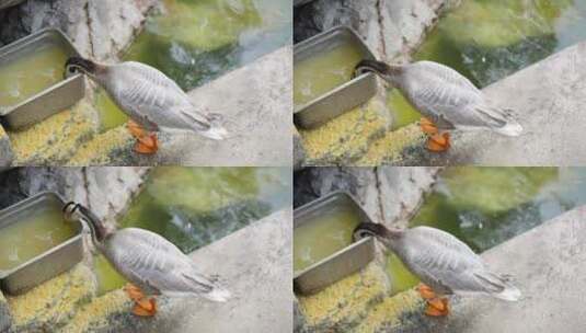 鸭子在吃饲料粗粮鸭子养殖高清在线视频素材下载