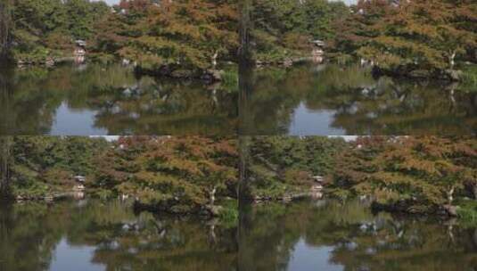 杭州西湖十景之一花港观鱼高清在线视频素材下载
