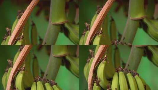 香蕉树的特写高清在线视频素材下载