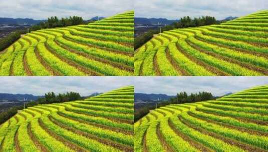 油菜花梯田露天环形剧场航拍高清在线视频素材下载