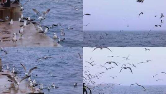 海边海鸥飞翔 大海海鸥 海鸟自由飞翔高清在线视频素材下载