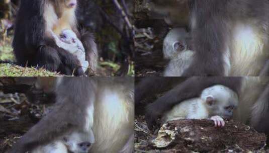 滇金丝猴妈妈抱着自己的幼崽2高清在线视频素材下载