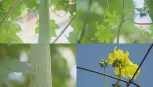 丝瓜种植特写高清在线视频素材下载