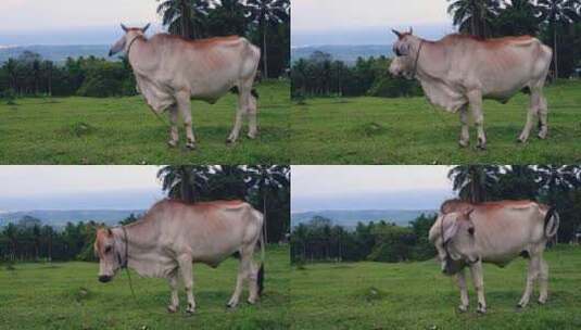 4k奶牛在草地上吃草高清在线视频素材下载