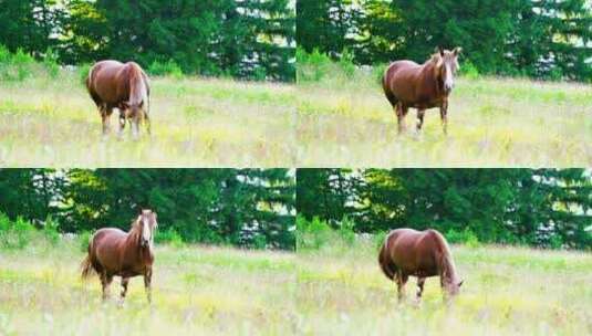 在草地上吃食的马高清在线视频素材下载