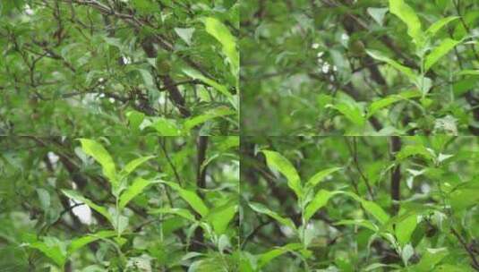 毛桃核桃果树植物叶子绿叶高清在线视频素材下载