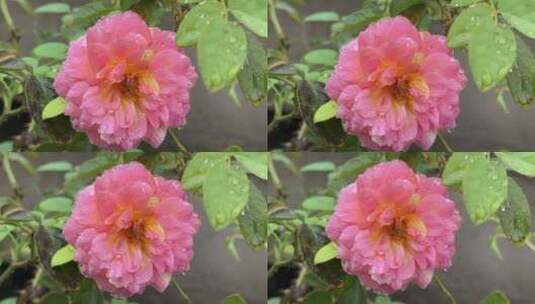 莫奈月季花花朵高清在线视频素材下载