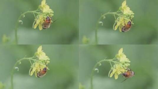 油菜花与蜜蜂微距视频高清在线视频素材下载