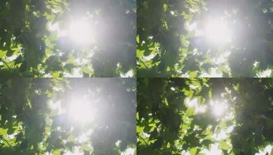 法国梧桐树叶缝中的太阳光高清在线视频素材下载