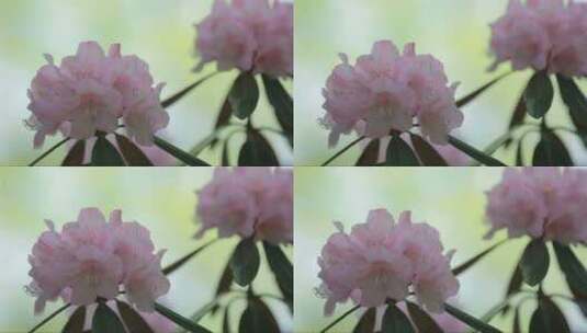 美丽的花朵高清在线视频素材下载
