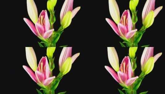 粉色百合花开放的延时高清在线视频素材下载