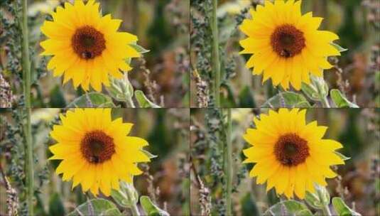 4k向日葵与蜜蜂高清在线视频素材下载