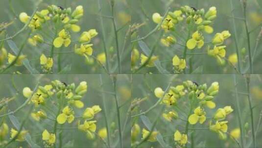 油籽油菜特写高清在线视频素材下载