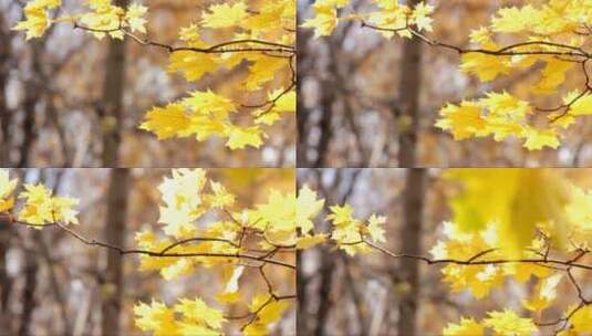 秋天金黄的枫叶高清在线视频素材下载