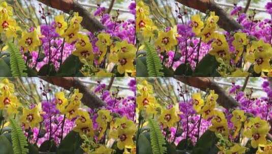 树枝上美丽的蝴蝶兰特写高清在线视频素材下载