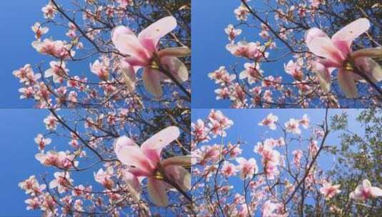 春暖花开的木兰花。高清在线视频素材下载