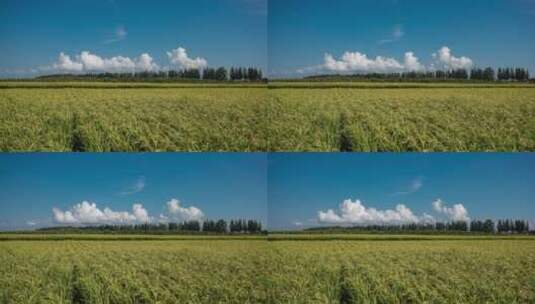 东北稻田五常大米种植水稻高清在线视频素材下载