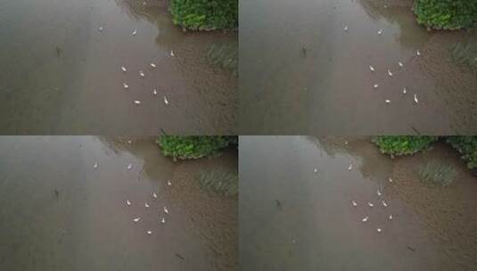 航拍水边的白鹭高清在线视频素材下载