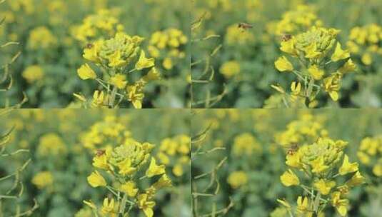油菜花上蜜蜂高清在线视频素材下载