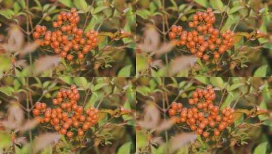 秋天红色小果高清在线视频素材下载