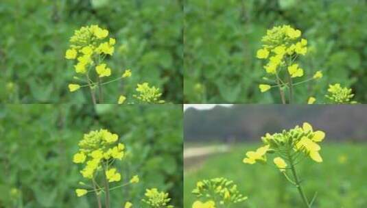 4K升格唯美春天风中油菜花高清在线视频素材下载