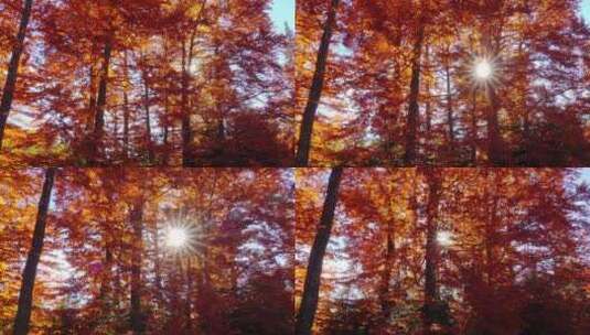 红树林的魅力高清在线视频素材下载