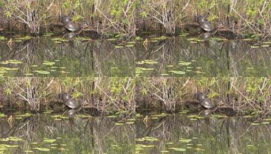 佛罗里达沼泽地岸边的海龟高清在线视频素材下载