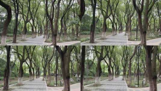 4k  公园绿树林街景高清在线视频素材下载