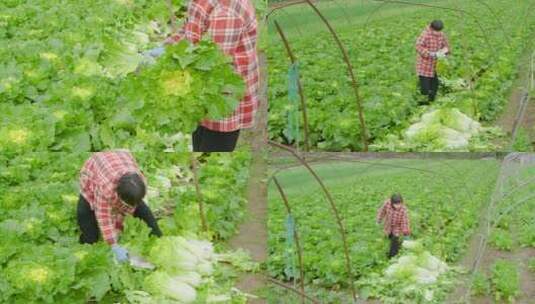 大白菜种植高清在线视频素材下载