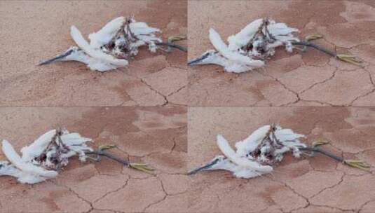 沙漠上死去的鸟，白色的鸟尸体高清在线视频素材下载