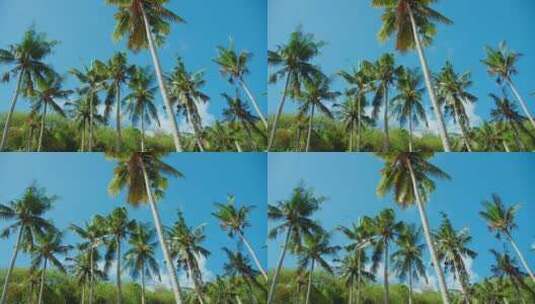 椰林 椰子树高清在线视频素材下载