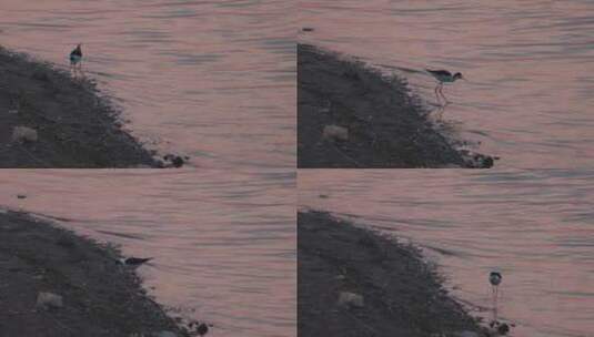 黑翅长脚鹬在岸边踱步觅食慢镜头高清在线视频素材下载