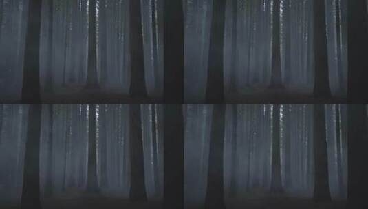 起雾的森林高清在线视频素材下载